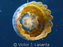 baby sea thimble{cnidarians} in mikes dive site in Bahama... by Victor J. Lasanta 
